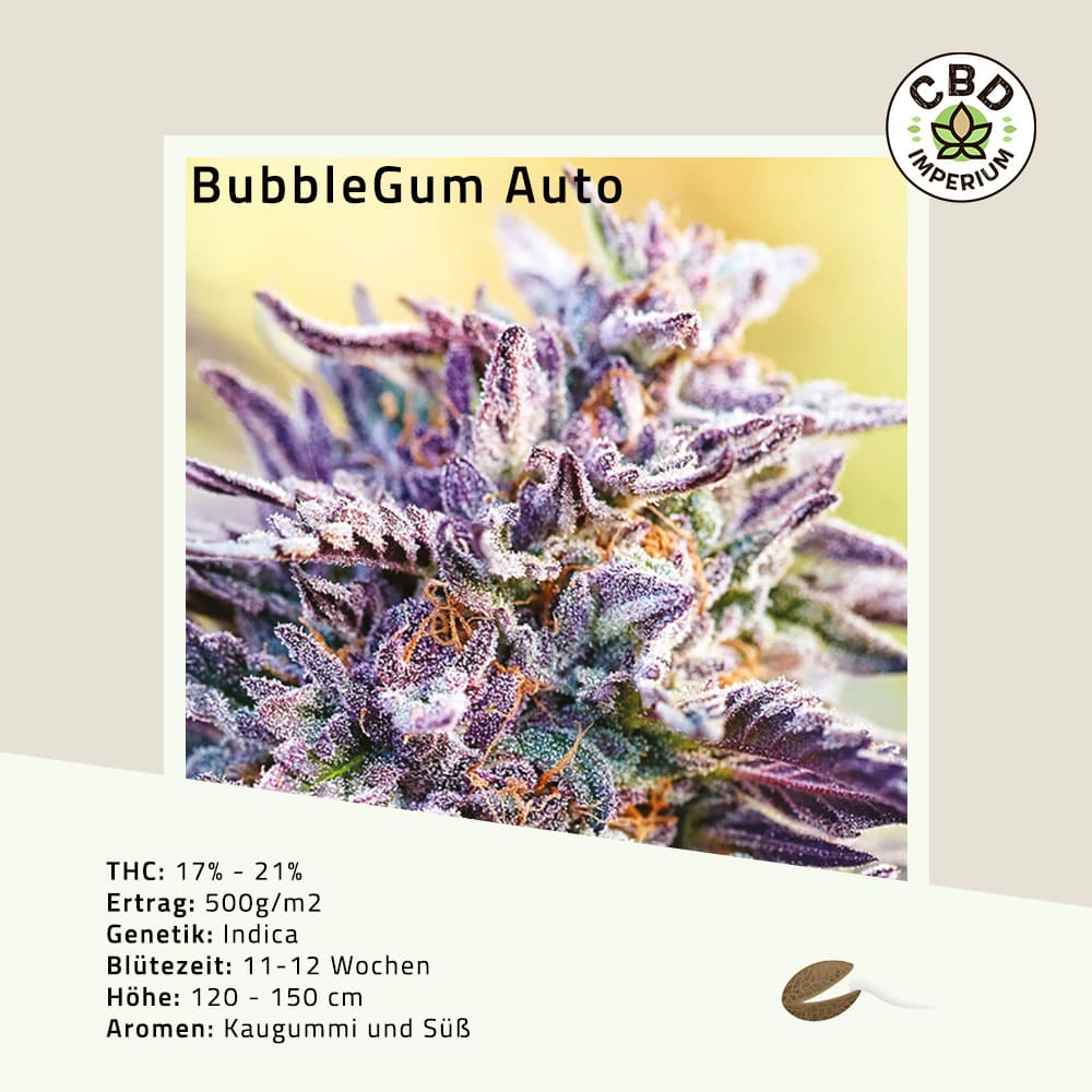THC Samen Bubble Gum CBD Imperium Witten