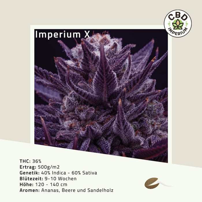 THC Samen CBD Imperium Kollektion