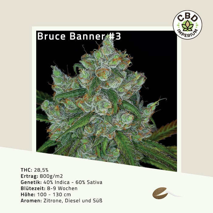 THC Samen Bruce Banner Witten CBD Imperium