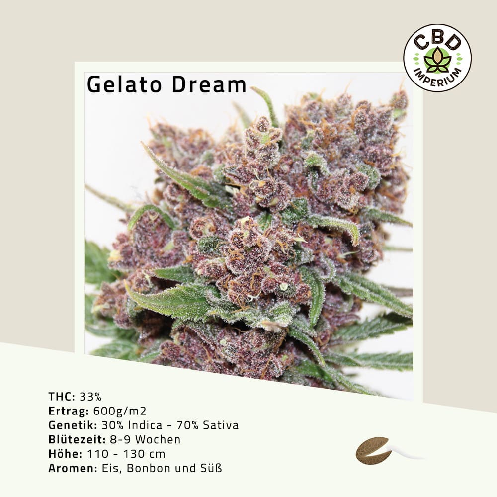 THC Gelato Dream Cannabis Samen CBD Imperium