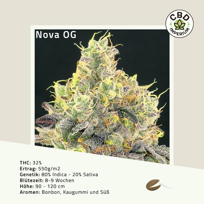 THC Nova OG Cannabis Samen CBD Imperium