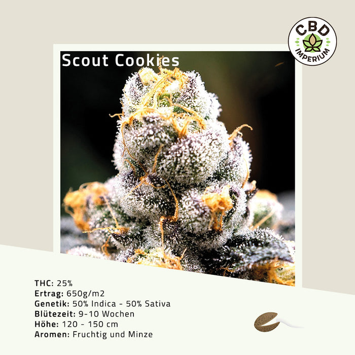 THC Scou Cookies Cannabis Samen CBD Imperium